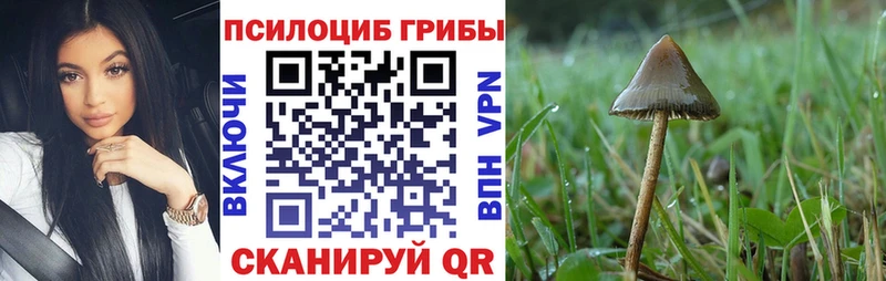 как найти закладки  Жердевка  Галлюциногенные грибы Psilocybine cubensis 